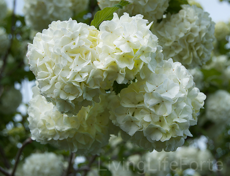 snowballhydrangea