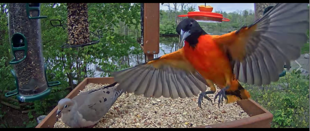 Screen Shot 2017-07-28 at 9.52.23 AM