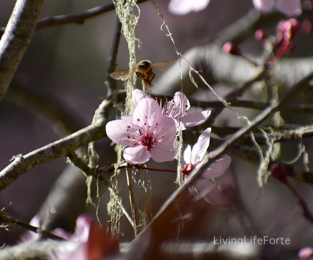 bee.spring