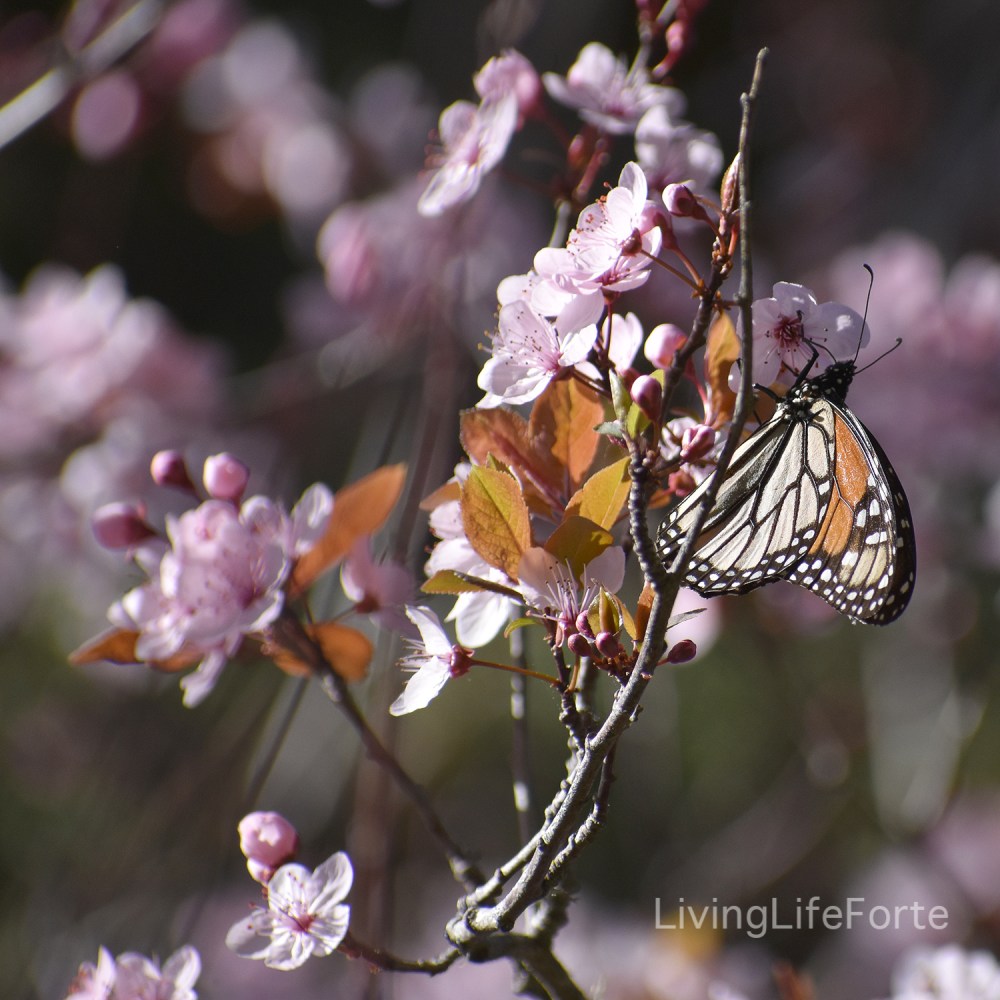 butterfly.spring