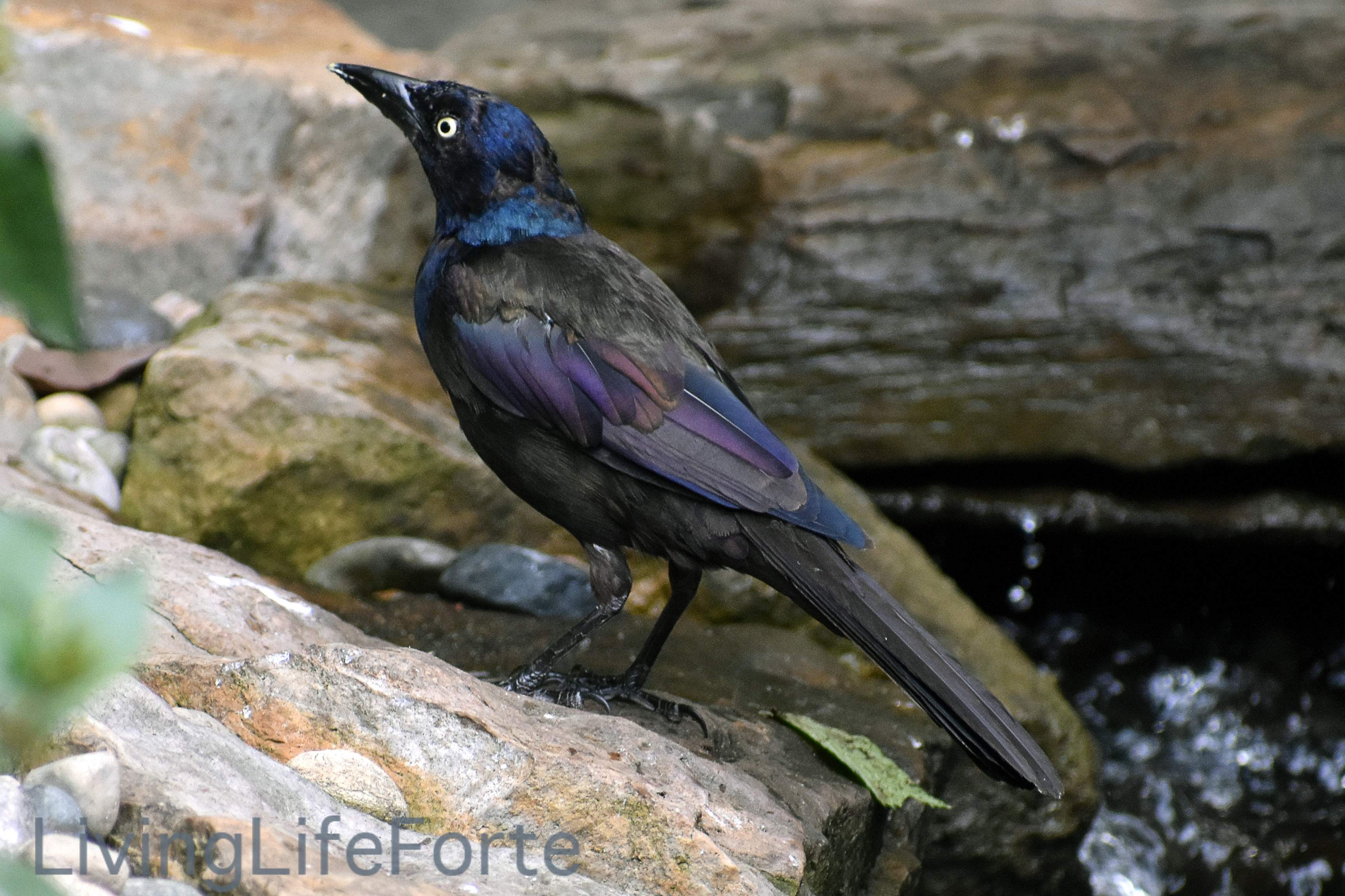 starling01