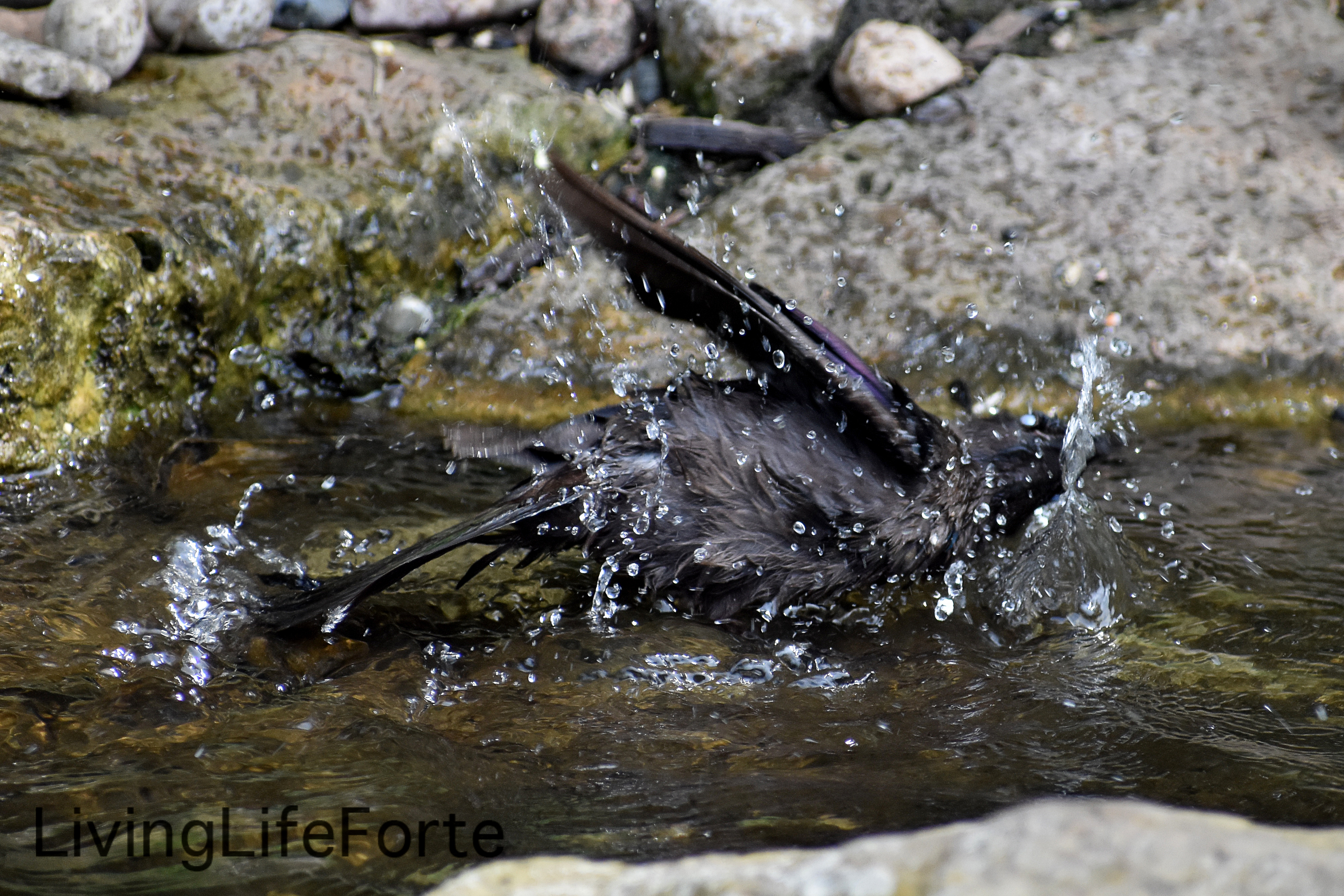 starling03