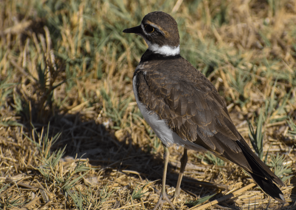 adult killdeer stands facing left