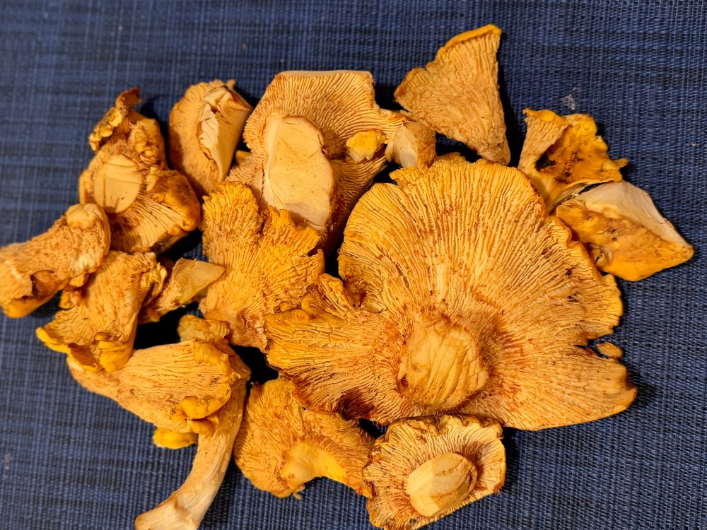 foraged golden chanterelles before preparation